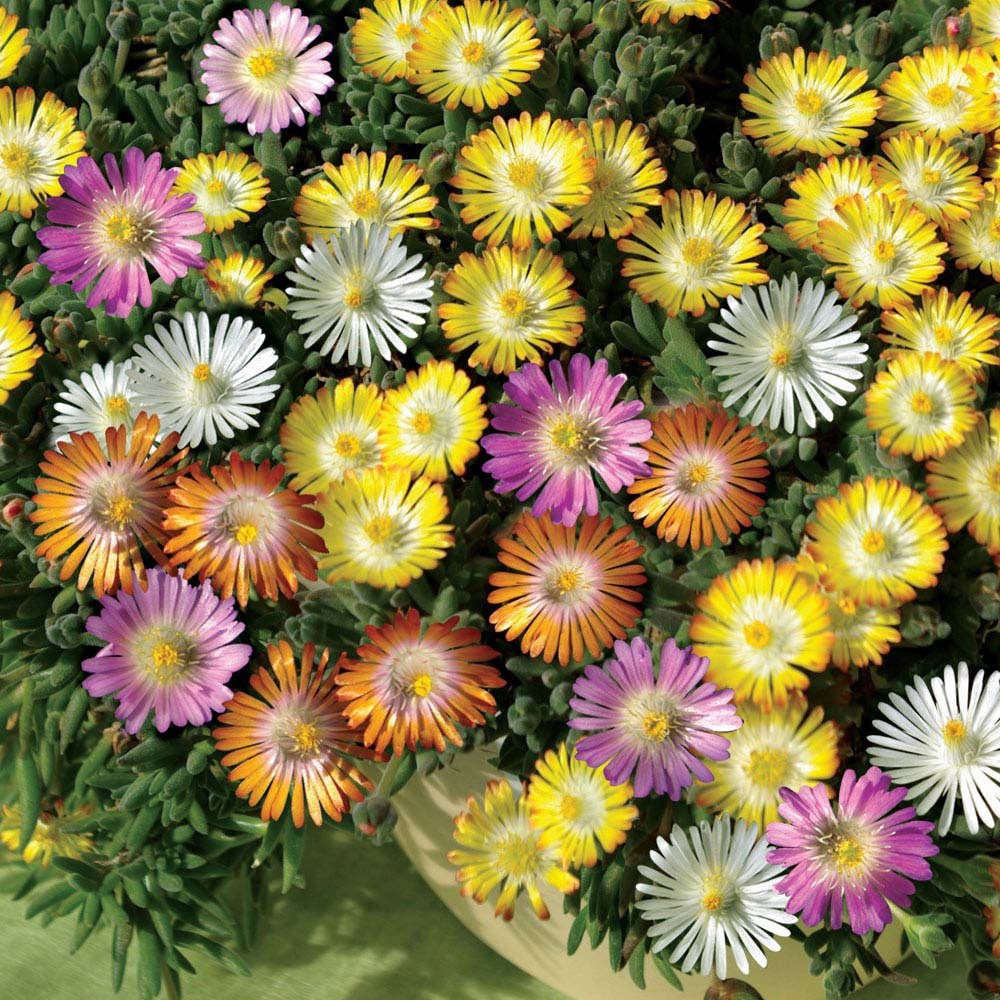 Flipkart - Plant Seeds Under â‚¹225