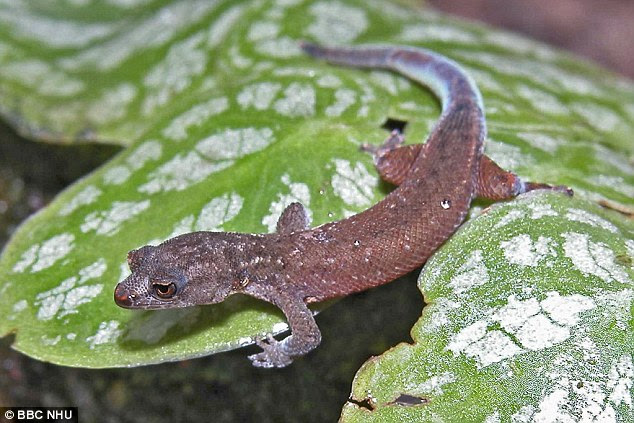 Most modern reptiles, such as lizards and turtles, tend to abandon their eggs after laying, leaving the youngsters to fend for themselves once they hatch. A Brazilian Pygmy gecko is pictured