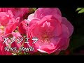 √100以上 花 アンジェラ 318072-アンジェラ 花 特徴