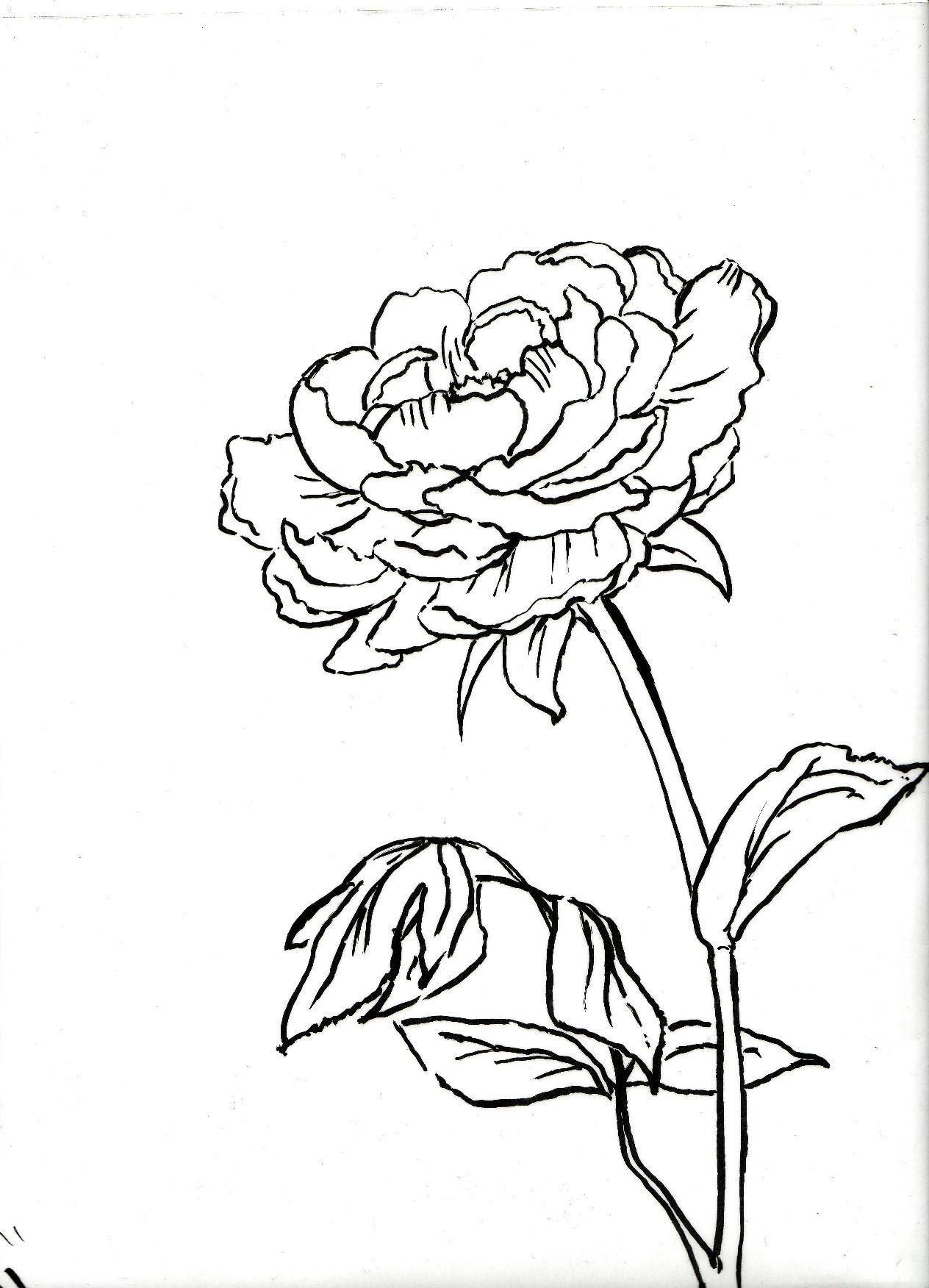 芍薬 イラスト 書き方 芍薬 イラスト 書き方