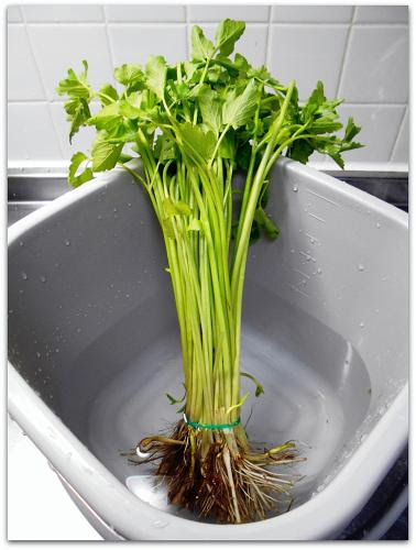 セリ 栽培記録 ハウス栽培 栽培ポータルサイト Plantsnote