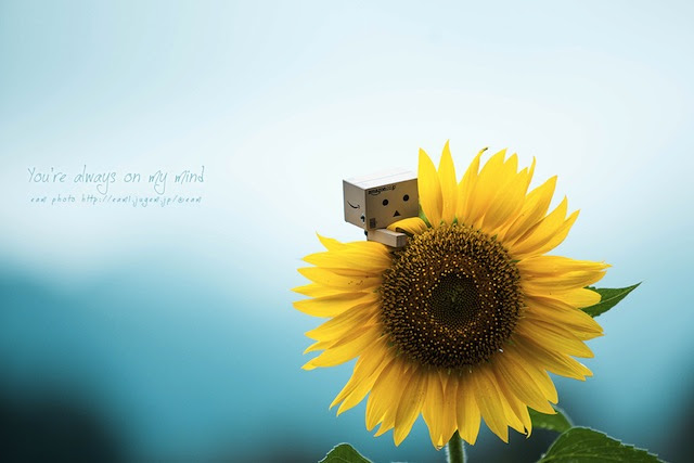 The Last Sunflower Eam Photo