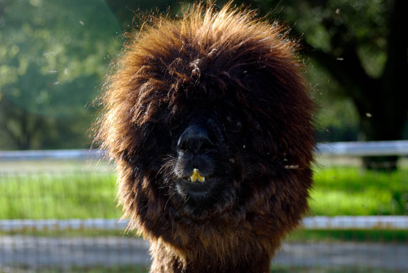 25 Alpacas with the Most Amazing Hair Ever «TwistedSifter