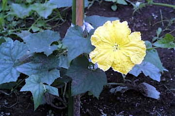 ８月２６日 天糸瓜 へちま ３６６日への旅 誕生花編 今日は誕生花
