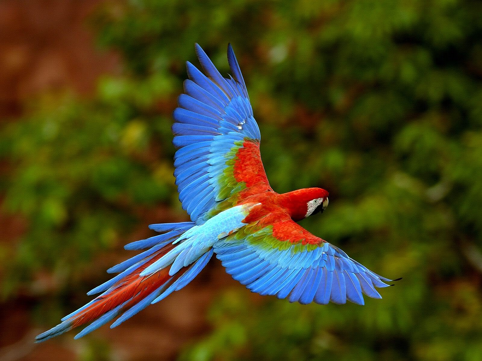 Resultado de imagen de pajaro