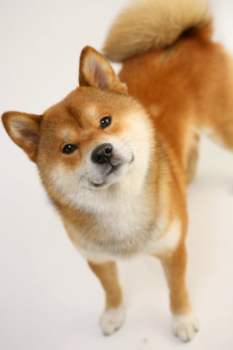 マルの写真館 柴犬さんの散歩道 マル