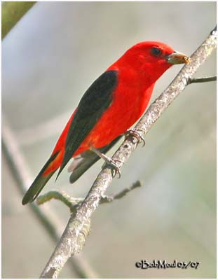 Tangara écarlate