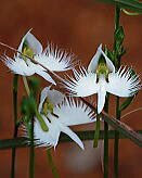 花 サギソウ 7月25日の花と花言葉 サギソウ 魅る魅るガーデニング