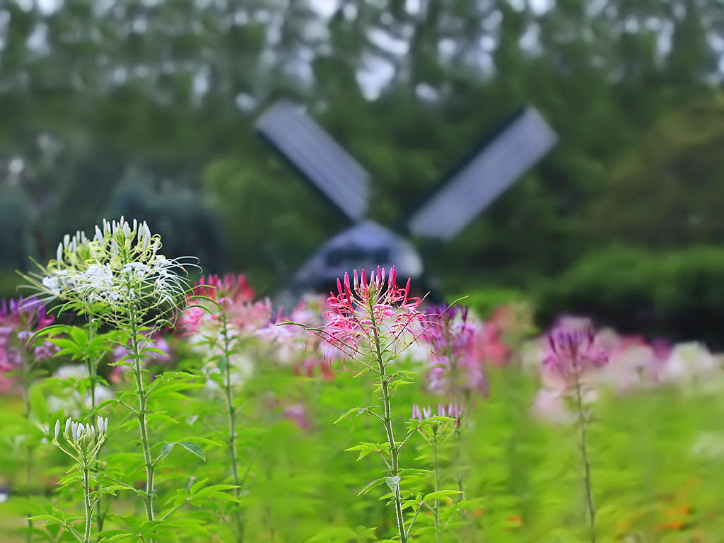 初夏の花 クレオメの花 花の無料壁紙写真 花の無料写真素材 四季の花の写真集
