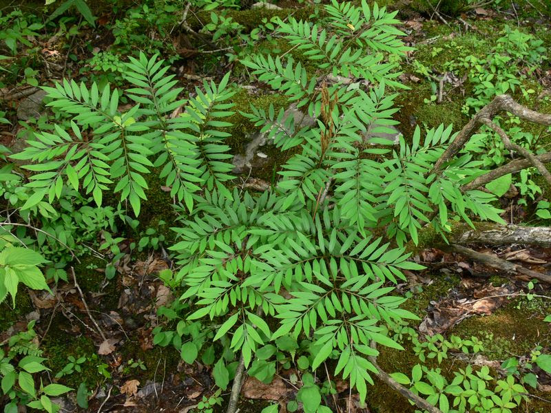 日本のシダ植物 Ferns And Fern Relatives Of Japan