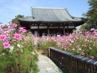 般若寺 コスモス寺