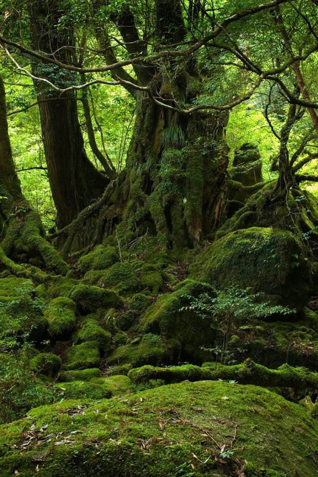 壁紙 屋久島の風景のスマホ壁紙640x960 Yakushima I03 Jpg 壁紙box