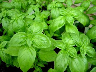 バジル 偉大なる青白つるばみ つるの織部屋