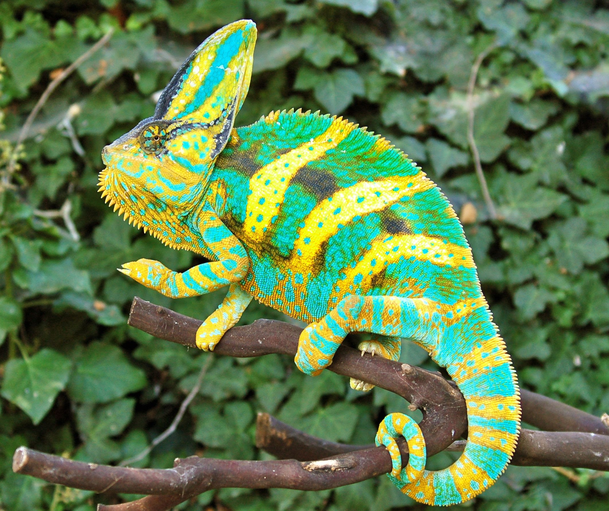 Premium High Color Baby Veiled Chameleons For Sale Online (Driskel