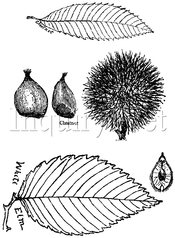 leaf chart printable identification NE of the Trees leaf chart printable identification NE of the Trees