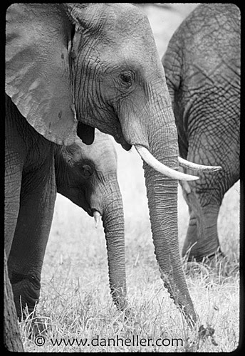 Black and White Elephant 