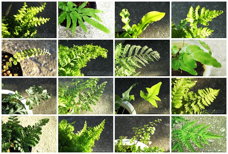 シダの仲間の観葉植物の紹介 たくさんの種類があるシダ類ですが いま育ててるシダ植物を画像付きで一挙ご紹介 この中に紛れ込んでるシダではない植物とは