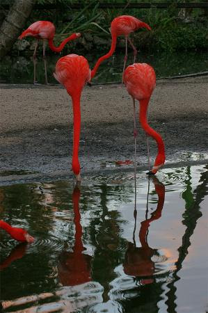 Florida Wildlife Photos on Nice Wildlife Sanctuary     Bild Fr  N Davie  Florida   Tripadvisor