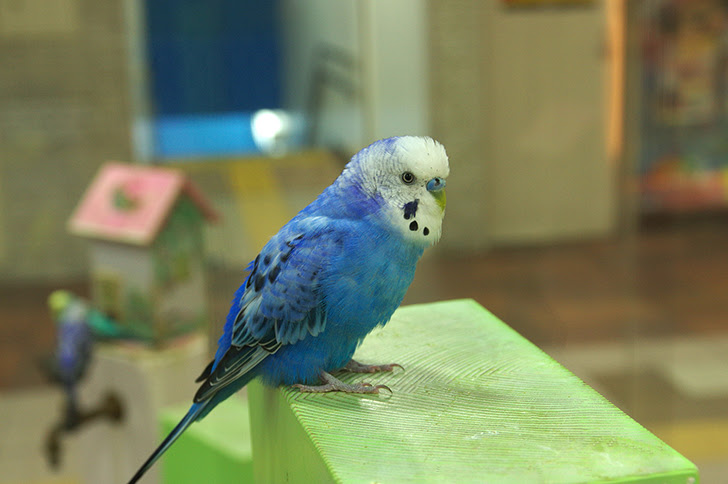 一度嗅いだらやめられない 魅惑の インコ臭 鳥