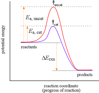 CHEM 440 - Enzyme kinetics