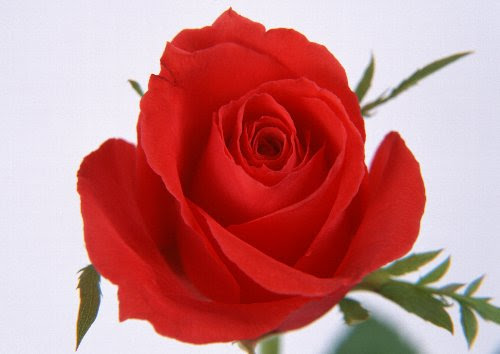 両思いの花言葉 ７選 花言葉事典