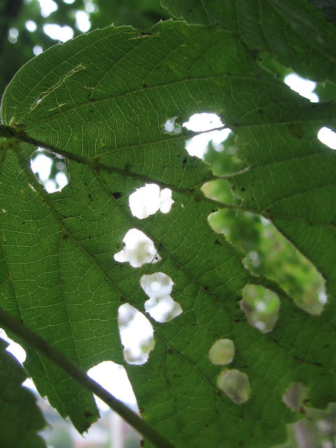 early fall foliage