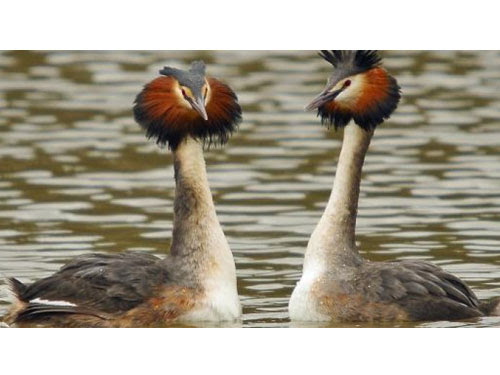 南韓當局在鳳頭鷿鷈（圖）的屍體發現禽流感病毒。（資料圖）