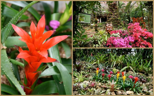 Flora at Pineapple Park in Okinawa