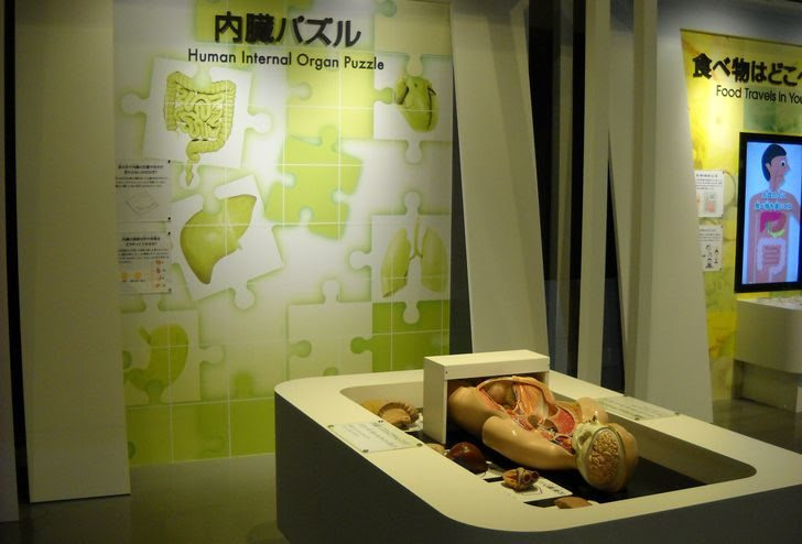 ヒトの内臓の場所はどこだった 名古屋市科学館で 内臓パズル に挑戦してみよう 名古屋市科学館非公式ガイド