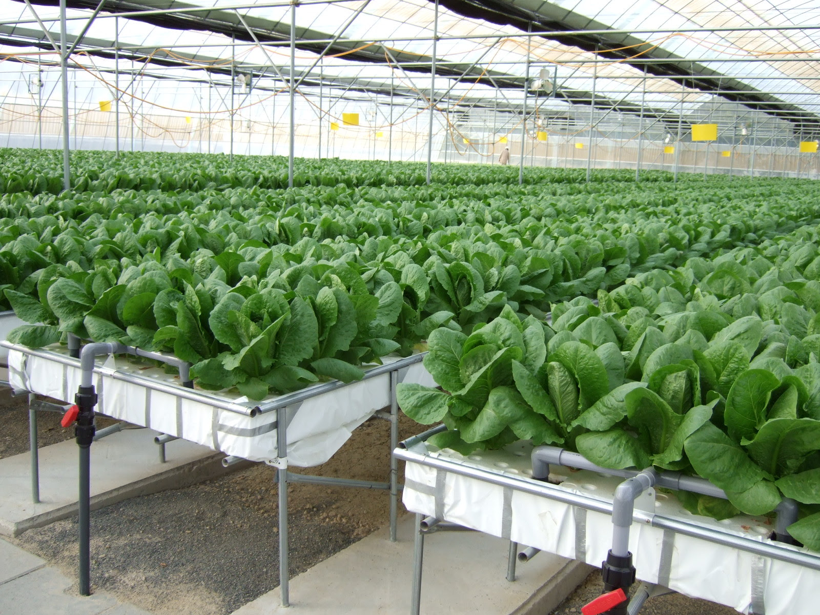 Hydroponics Greenhouses Controller Bedding System