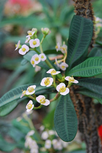 free flower pictures