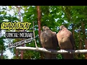 Berikut Suara Pikat Uncal Merah Burung Tegacor  , Paling Update!
