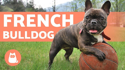 How To Train A 1 Year Old French Bulldog