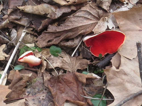 scarlet cup fungus