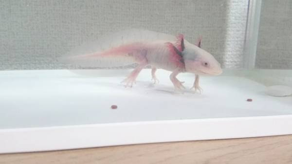 とてもかわいい餌の食べ方 ウーパールーパー飼い方ガイド