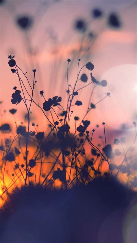 India's first online store for fashionable nature jewellery. Wallpapers of the week: flowers