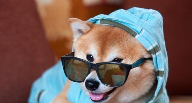 如何提出柴犬 我们应该注意什么