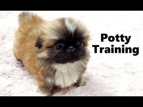 How To Potty Train A Pekingese Puppy - Pekingese House Training