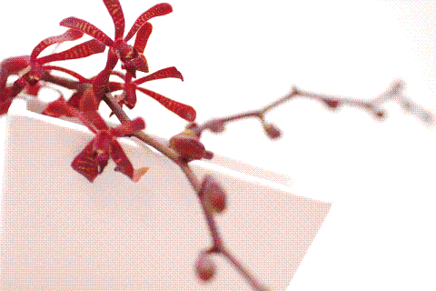 誕生花 花言葉 Un Braque Staff S Blog