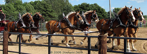 Belgian Draft Horse