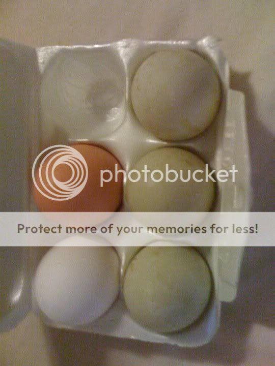 what goldfish eggs look like. do goldfish eggs look like