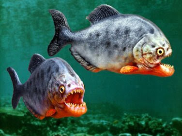 Savage Synergy: Updated Piranha Tactics