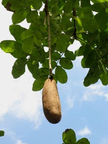 Pinnata Jpg
