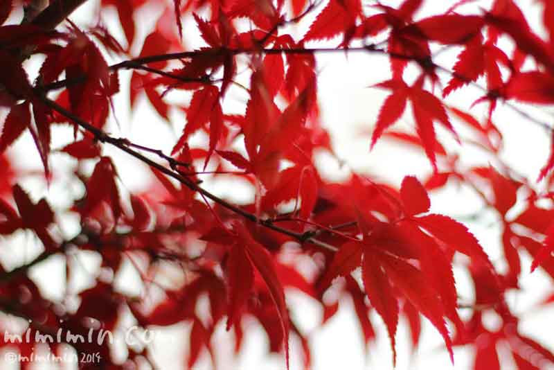 モミジの花言葉 名前の由来 年中赤いノムラモミジの写真 みみみんブログ