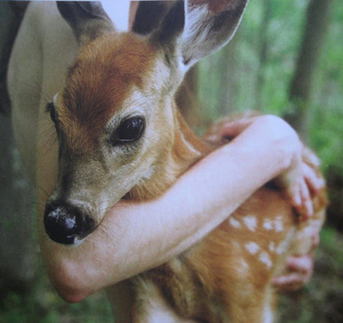 adorable, Tier, Tiere, Arm-, Kunst-, Baby