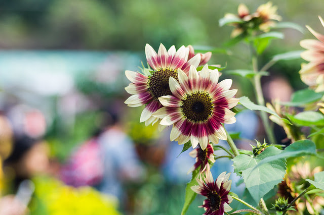 Flower Festival 2013