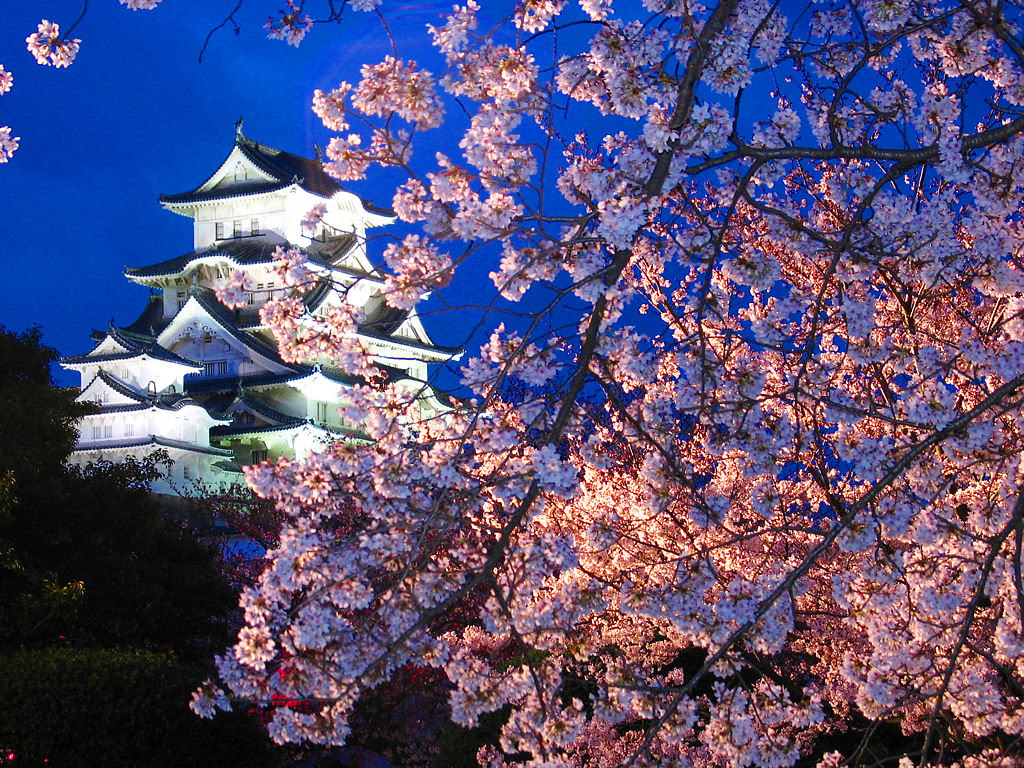 壁紙 桜のライトアップ 夜桜 兵庫と神戸の写真ブログ
