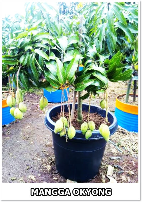 Mangga Okyong-3-01