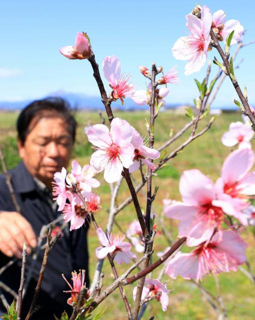 ピンクの花 青空と競演 アーモンドの木 開花 Miyanichi E Press