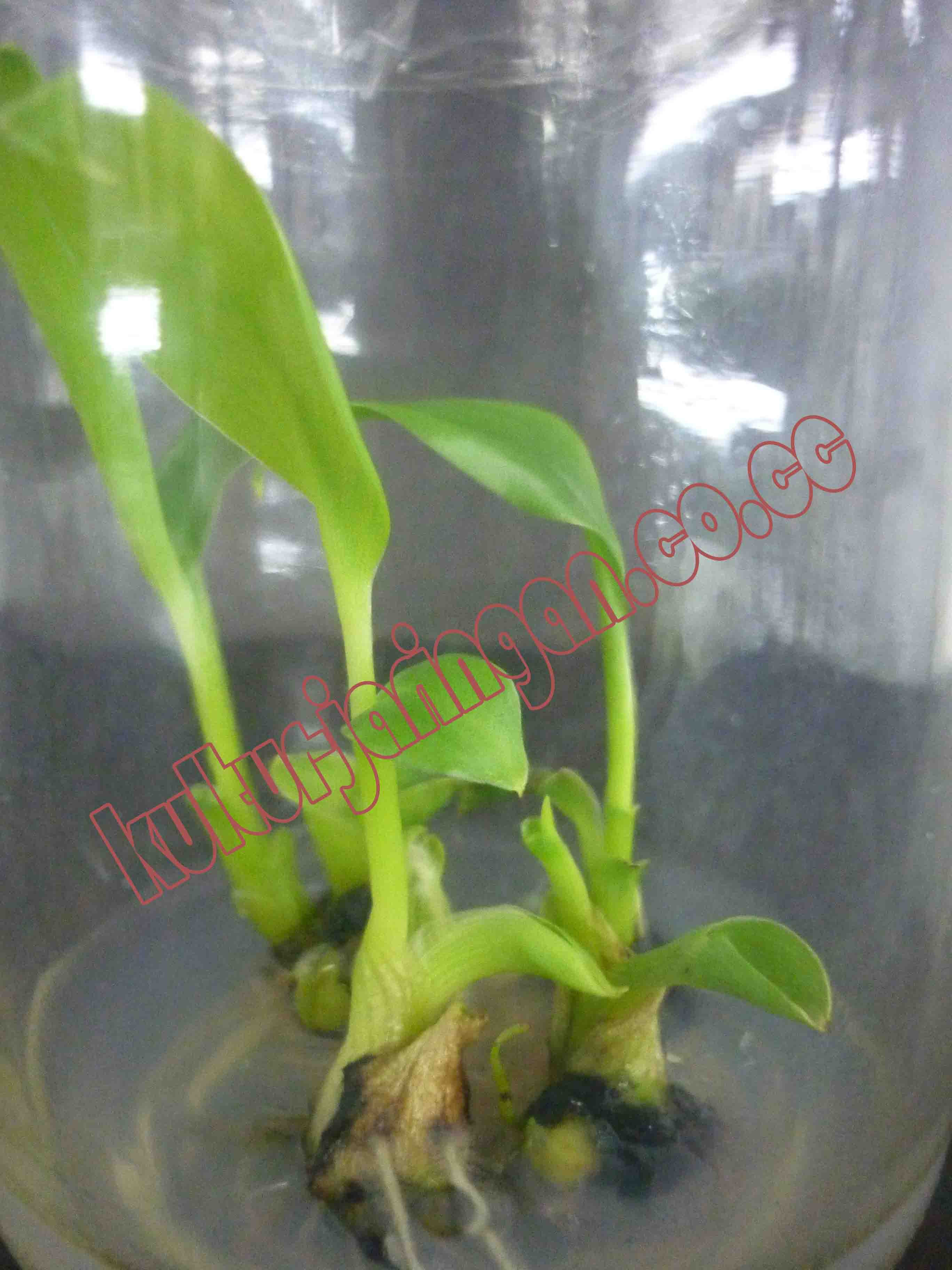 Contoh Kultur Jaringan